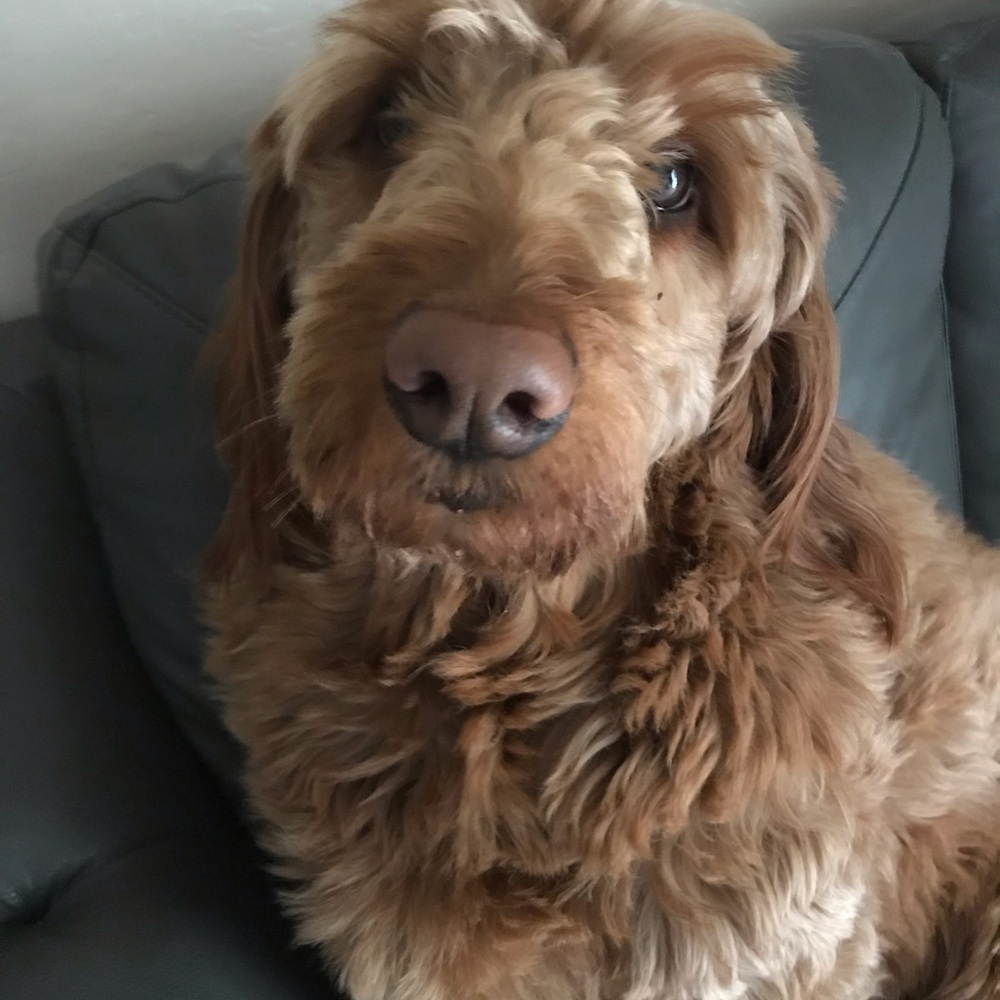 Meet your Posher, Maya